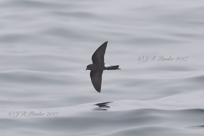 Wilson's Petrel