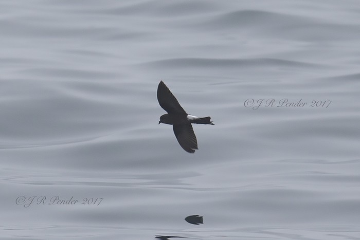 Wilson's Petrel