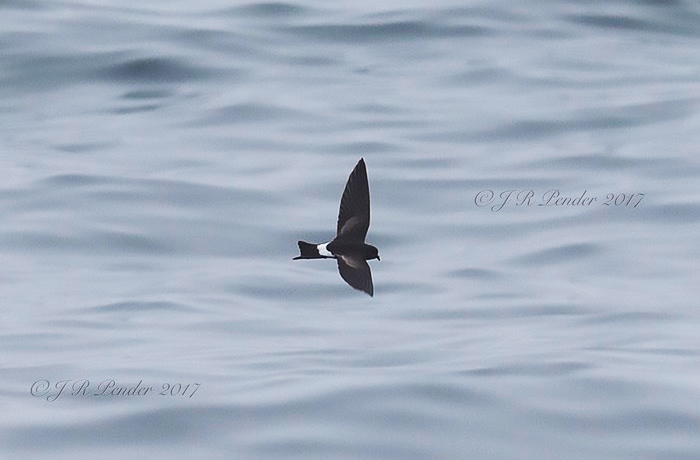 Wilson's Petrel