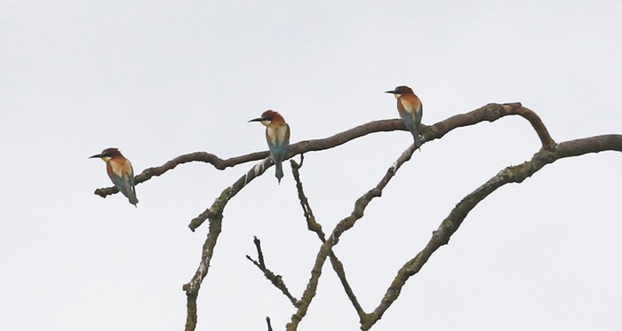 Bee-eater