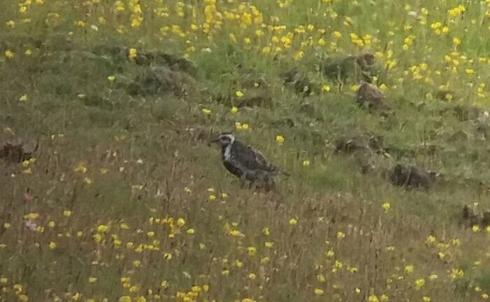 Pacific Golden Plover