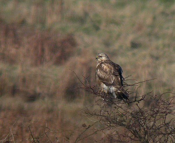 Rough-legged Buzzard