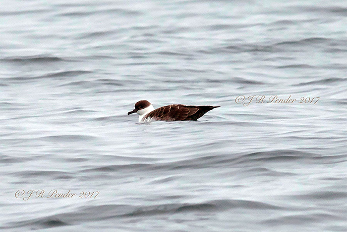 Great Shearwater