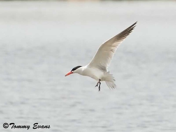 Caspian Tern