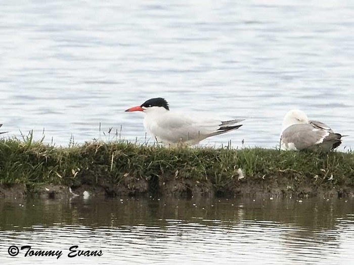 Caspian Tern