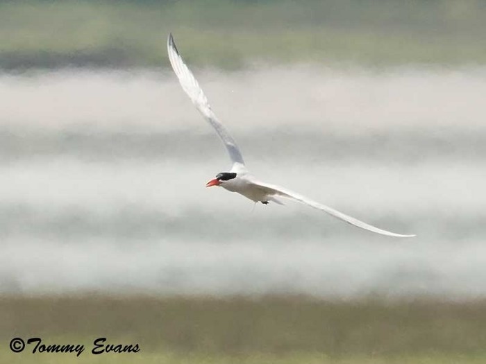 Caspian Tern