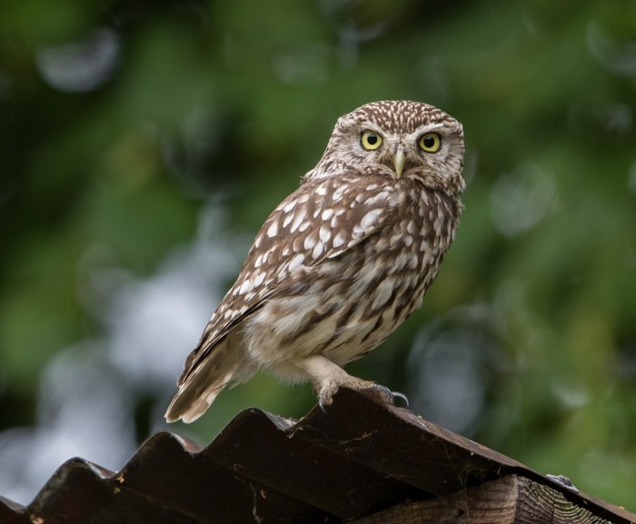 Little Owl