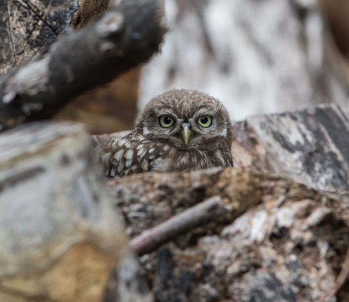 Little Owl