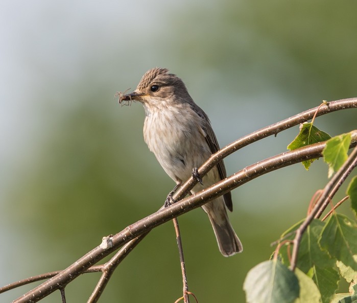 Spotted Flycatcher