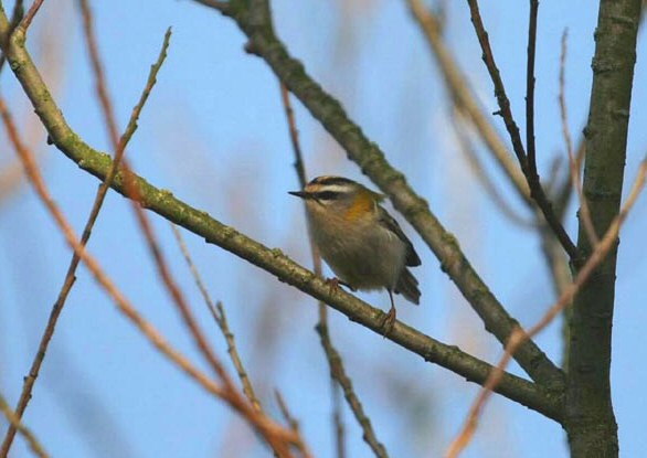 Firecrest
