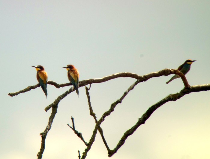 Bee-eater