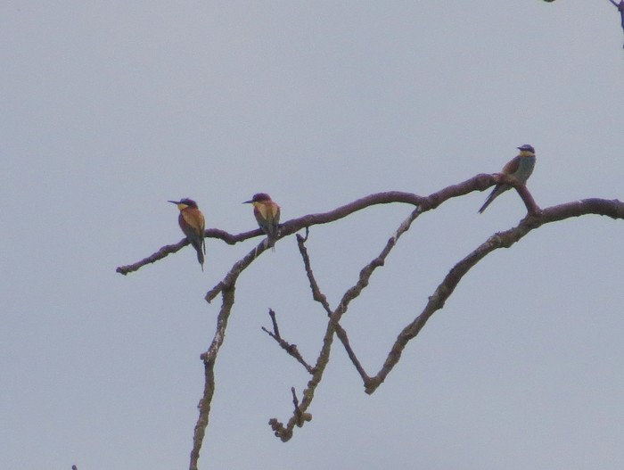 Bee-eater