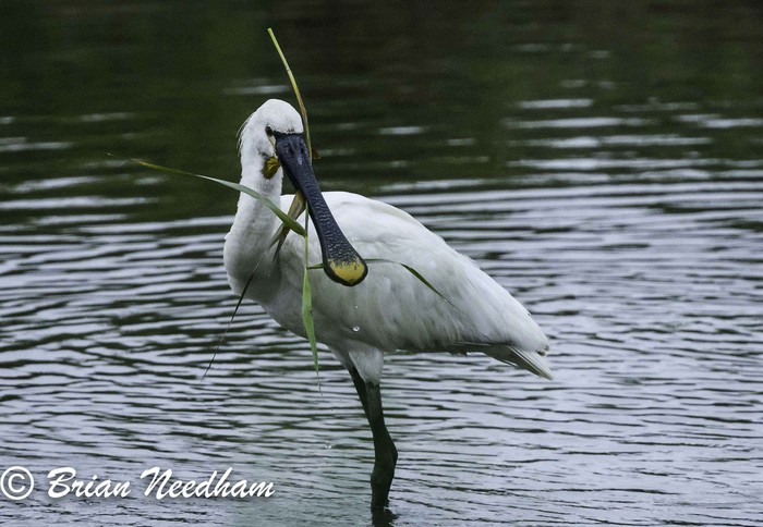 Spoonbill