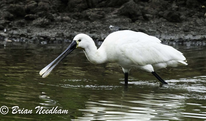 Spoonbill