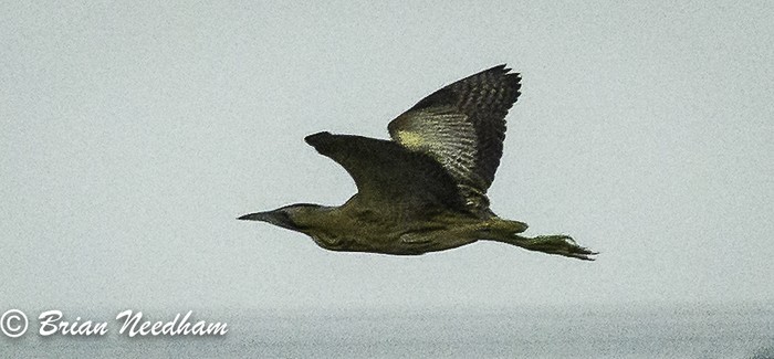 Bittern