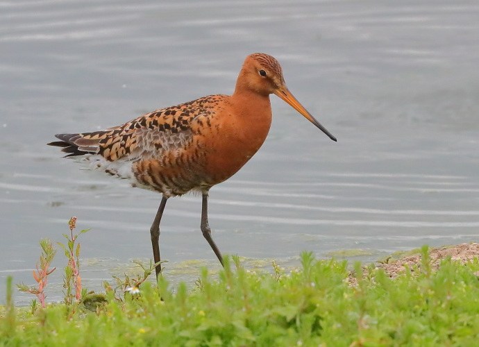 Black-tailed Godwit