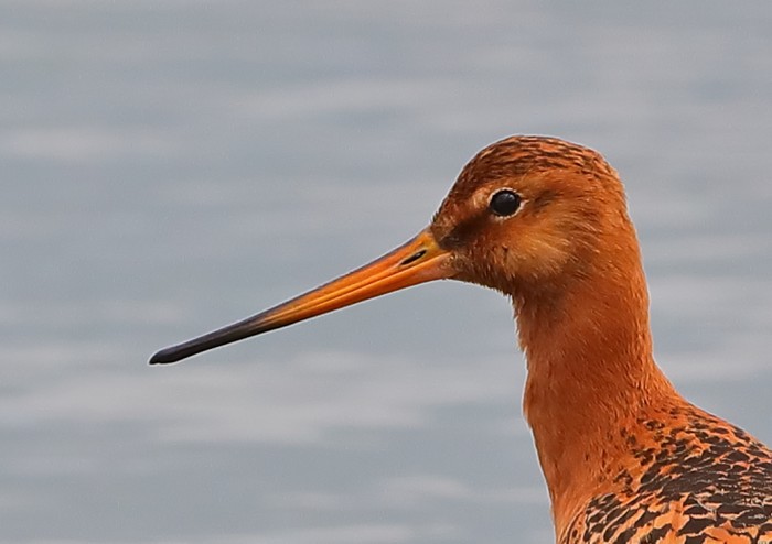 Black-tailed Godwit