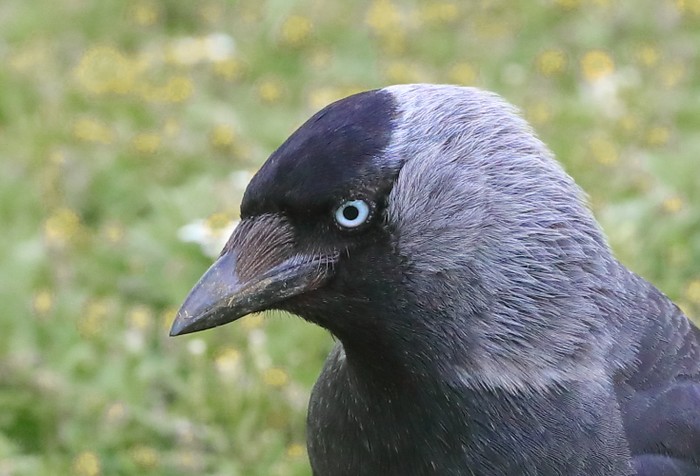Jackdaw