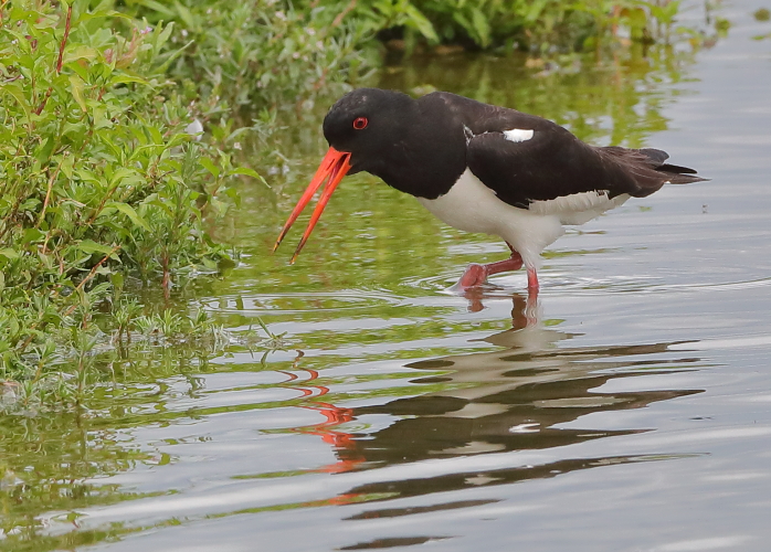 Oystercatcher