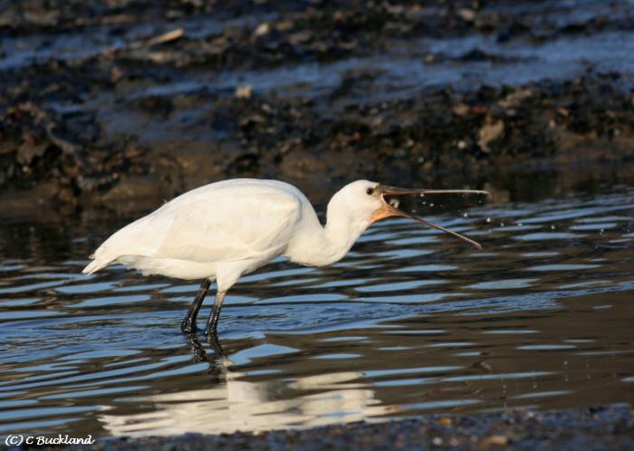 Spoonbill