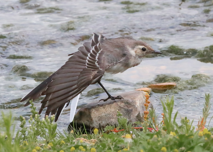 Pied Wagtail
