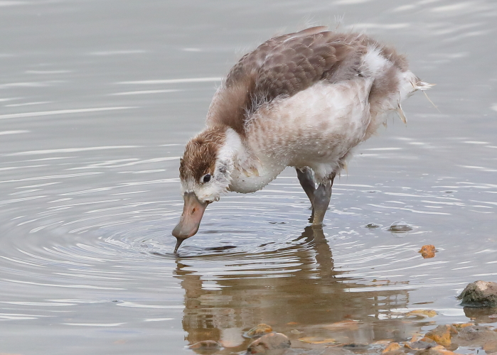 Shelduck