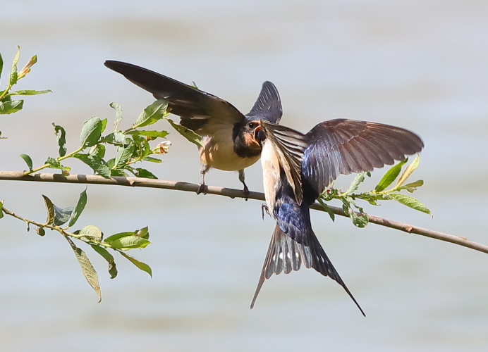 Swallow
