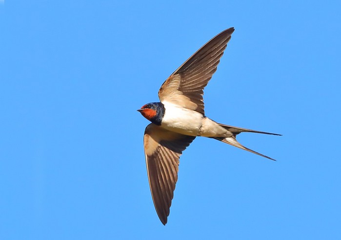 Swallow
