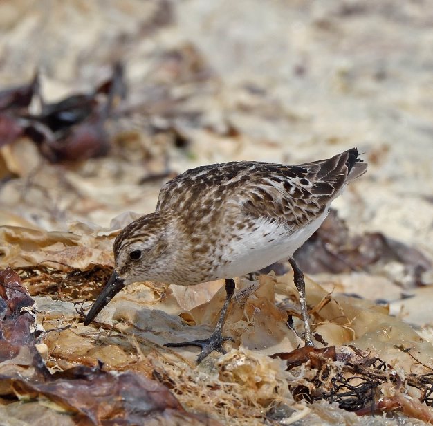Semipalmated Sandpiper