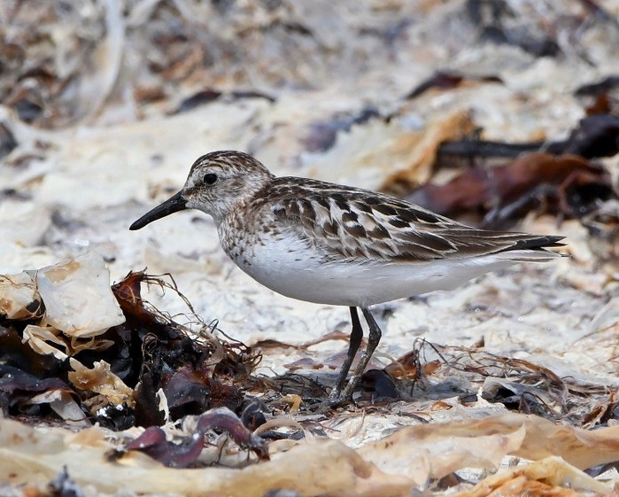 Semipalmated Sandpiper