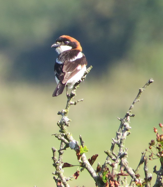 Woodchat Shrike