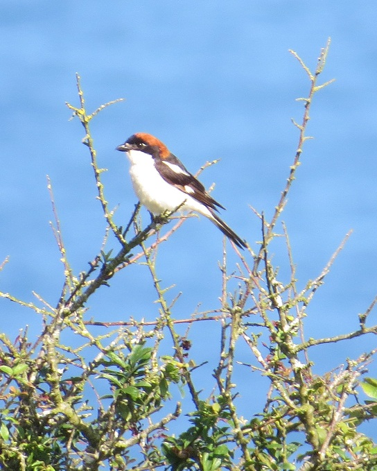 Woodchat Shrike