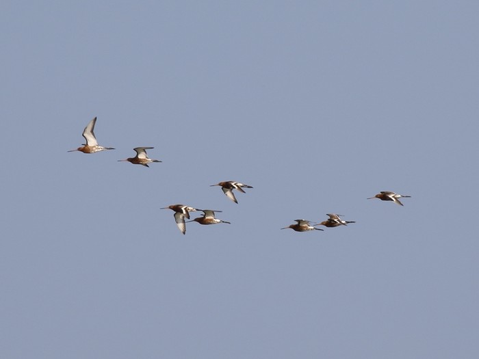 Black-tailed Godwit