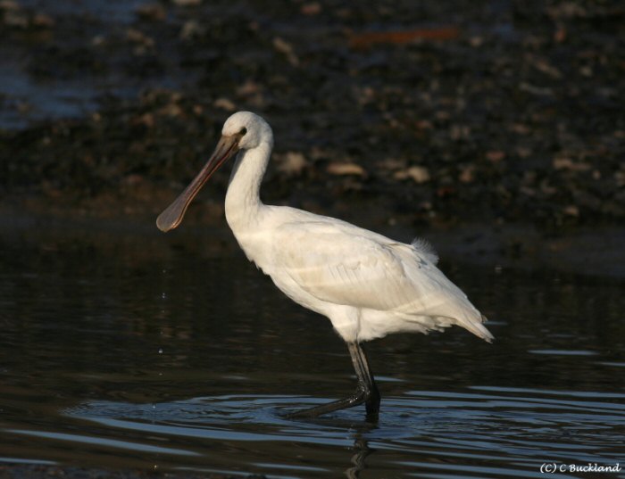 Spoonbill