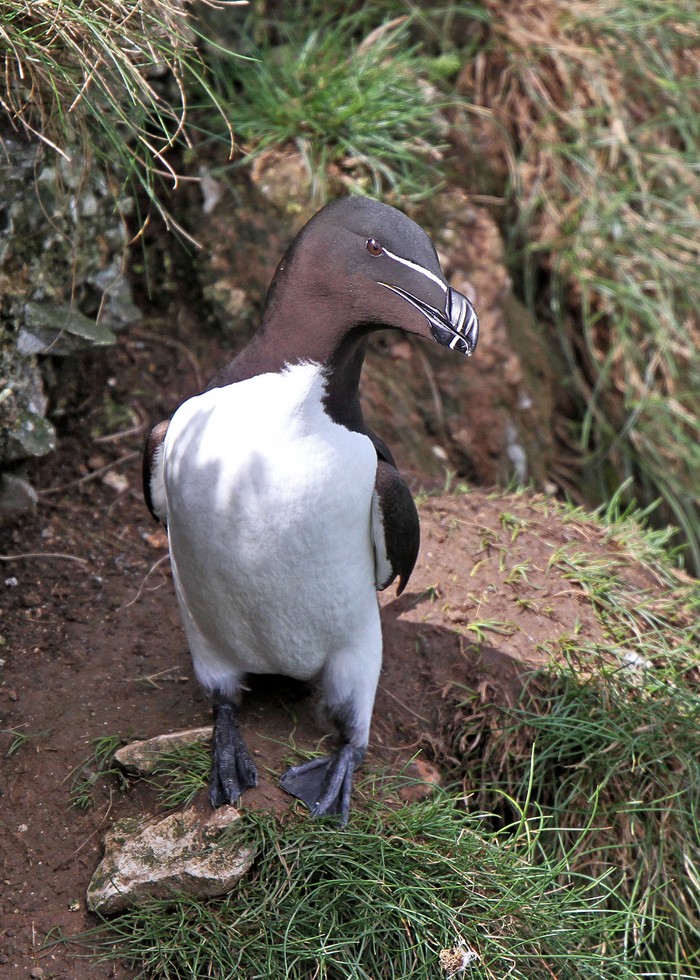 Razorbill