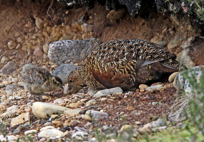 Red Grouse