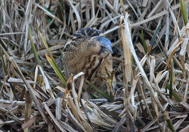 Bittern