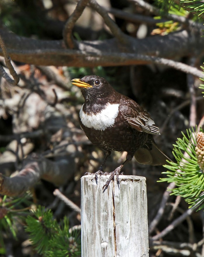 Ring Ouzel