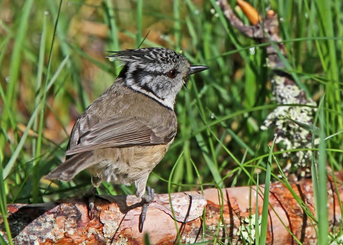 Crested Tit