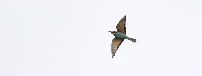 Bee-eater