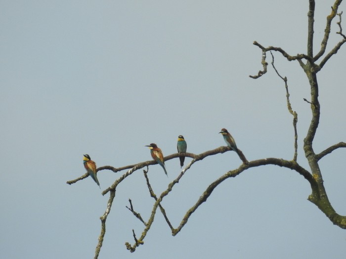 Bee-eater