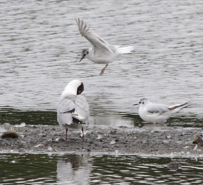 Little Gull