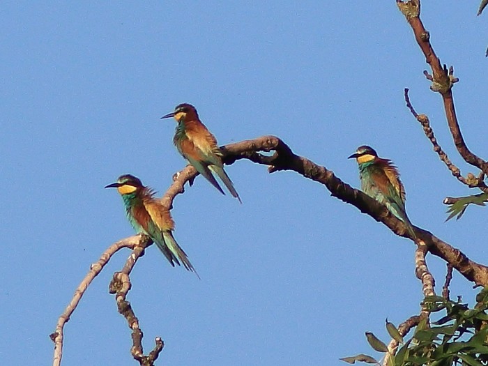 Bee-eater