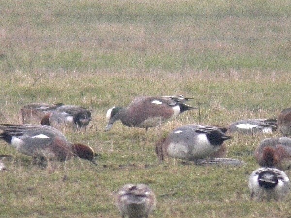 American Wigeon