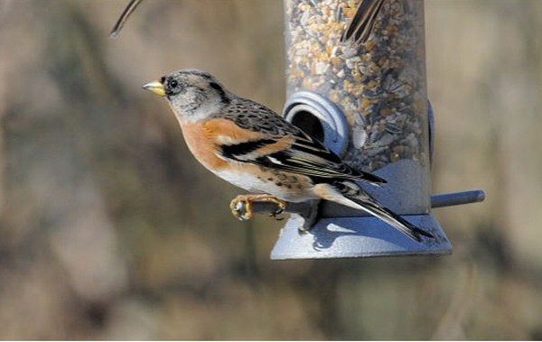 Brambling