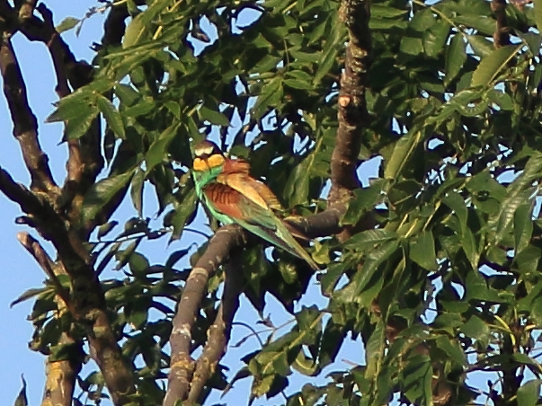 Bee-eater