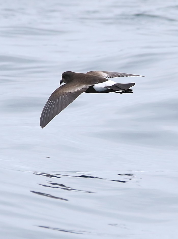 Wilson's Petrel