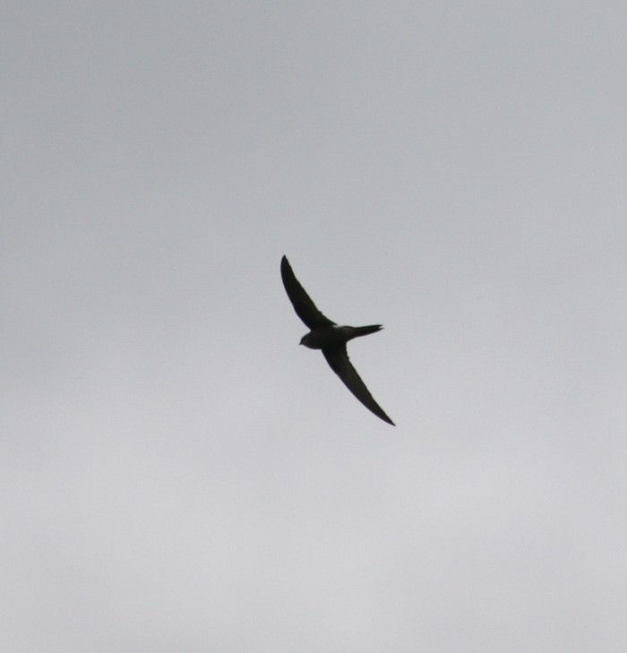 Pacific Swift