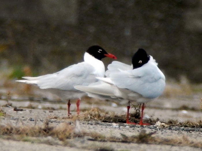 Mediterranean Gull