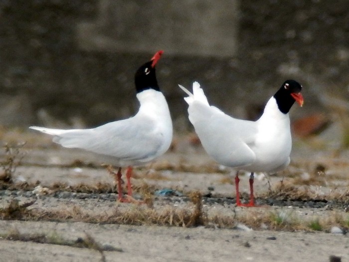 Mediterranean Gull